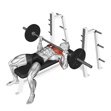 Barbell Bench Press exercise animated demonstration