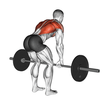 Barbell Bent Over Row exercise animated demonstration