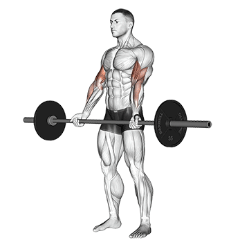 Barbell Curl exercise animated demonstration