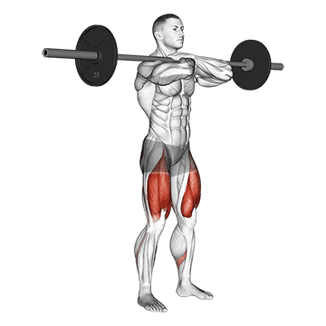 Barbell Front Squat exercise animated demonstration