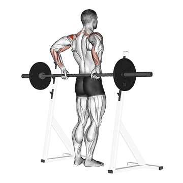 Barbell Rear Delt Raise exercise animated demonstration