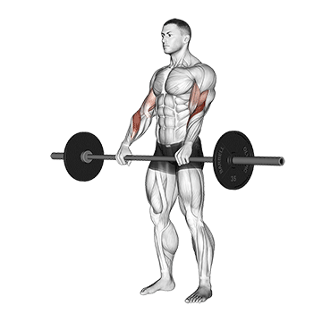 Barbell Reverse Curl exercise animated demonstration