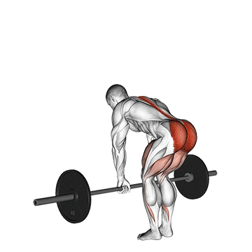Barbell Romanian Deadlift exercise animated demonstration