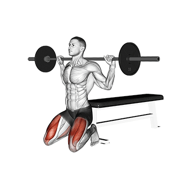 Barbell Squat (on Knees) exercise animated demonstration