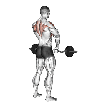 Barbell Upright Row exercise animated demonstration