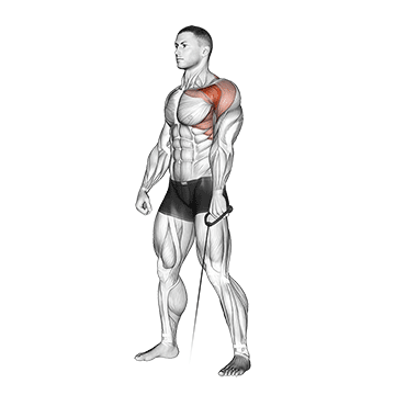 Cable Forward Raise exercise animated demonstration