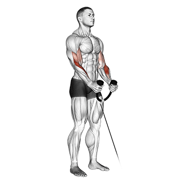 Cable Hammer Curl (with Rope) exercise animated demonstration