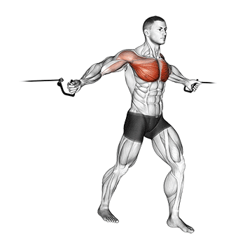 Cable Middle Fly exercise animated demonstration