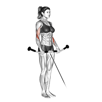 Cable Reverse Curl exercise animated demonstration