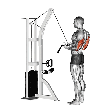 Cable Reverse-grip Pushdown exercise animated demonstration