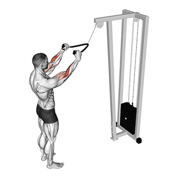 Cable Standing Pulldown (with Rope) exercise animated demonstration