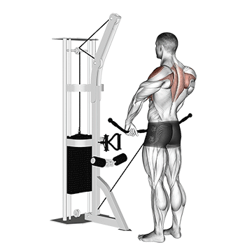 Cable Upright Row exercise animated demonstration