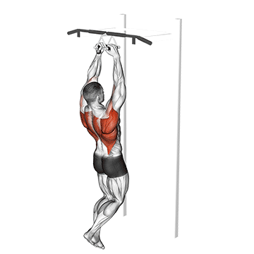 Chin-ups (narrow Parallel Grip) exercise animated demonstration
