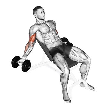 Dumbbell Incline Inner Biceps Curl exercise animated demonstration