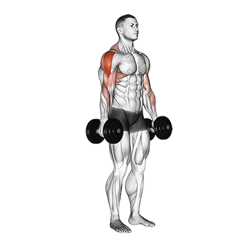 Dumbbell Raise exercise animated demonstration