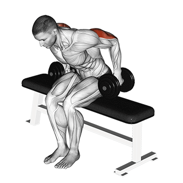 Dumbbell Seated Kickback exercise animated demonstration