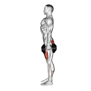 Dumbbell Squat exercise animated demonstration