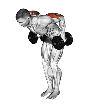 Dumbbell Standing Kickback exercise animated demonstration