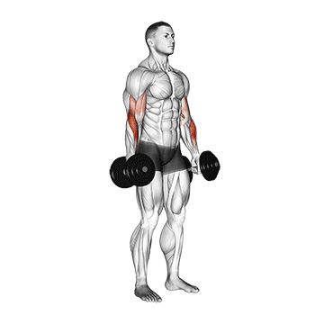 Dumbbell Standing Reverse Curl exercise animated demonstration