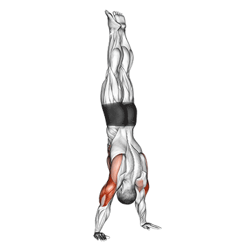 Handstand Push-up exercise animated demonstration