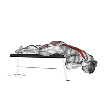 Hyperextension (on Bench) exercise animated demonstration