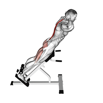 Hyperextension exercise animated demonstration