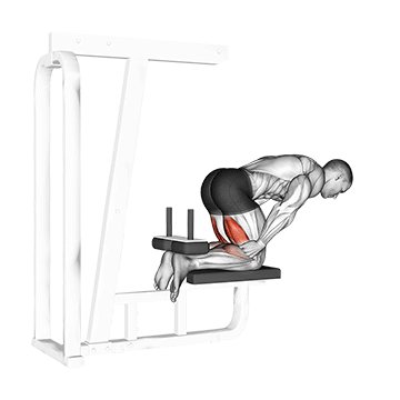 Inverse Leg Curl (bench Support) exercise animated demonstration