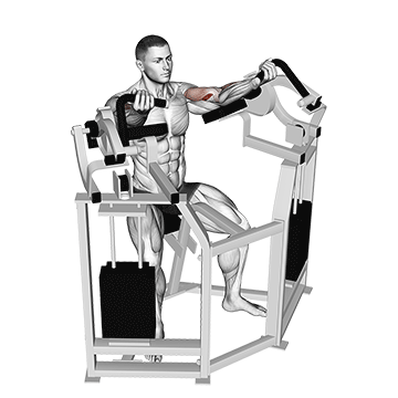 Lever Bicep Curl exercise animated demonstration