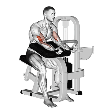Lever Preacher Curl exercise animated demonstration