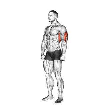 Overhead Triceps Stretch exercise animated demonstration