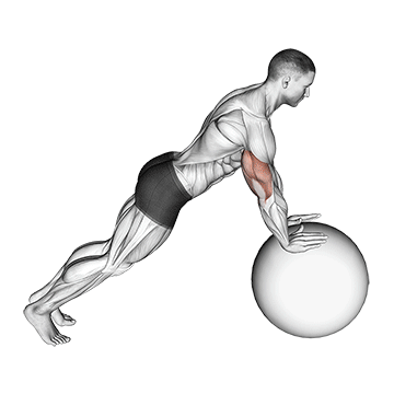 Push-up (on Stability Ball) exercise animated demonstration