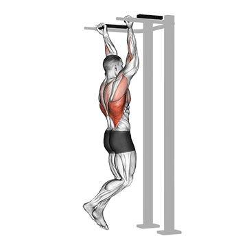 Reverse Grip Pull-up exercise animated demonstration