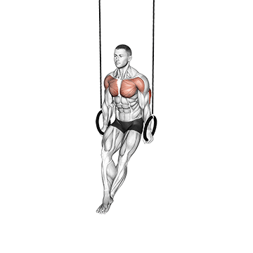 Ring Dips exercise animated demonstration