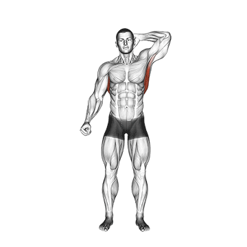 Standing Lateral Stretch exercise animated demonstration