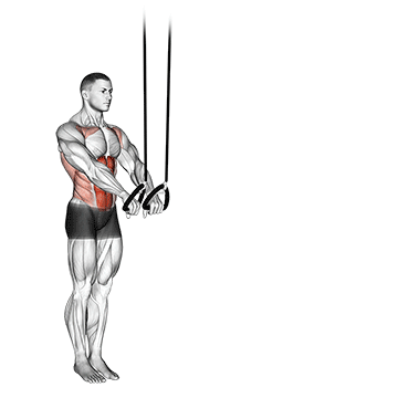 Suspended Abdominal Fallout exercise animated demonstration