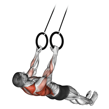 Suspended Row exercise animated demonstration