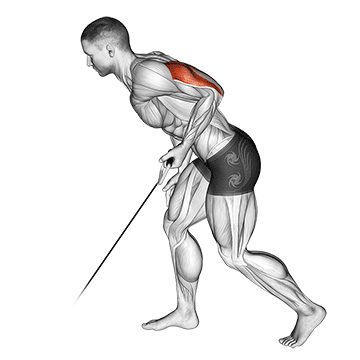 Cable Kickback exercise animated demonstration