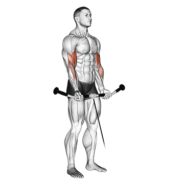 Cable Curl exercise animated demonstration