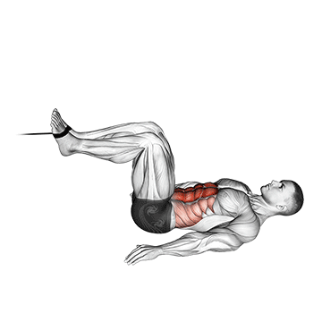 Cable Reverse Crunch exercise animated demonstration