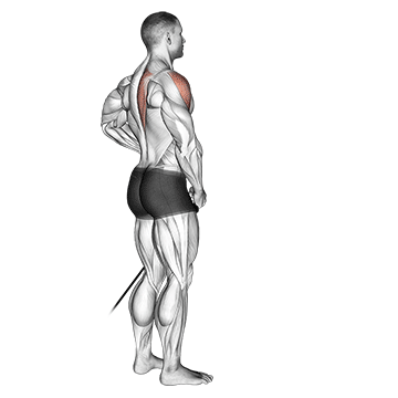 Band Front Lateral Raise exercise animated demonstration