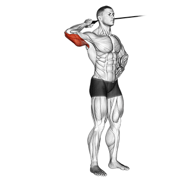 Band Side Triceps Extension exercise animated demonstration