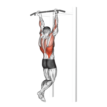 Chin-up exercise animated demonstration