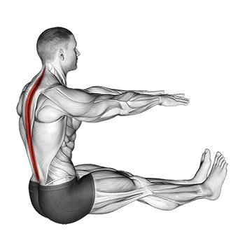 Spine Stretch exercise animated demonstration