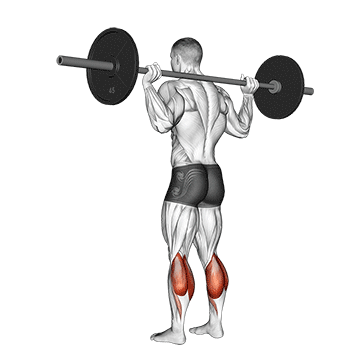 Barbell Floor Calf Raise exercise animated demonstration