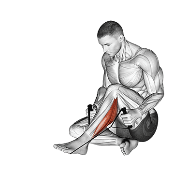 Peroneals Stretch exercise animated demonstration