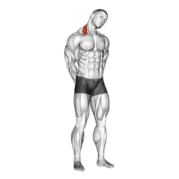 Neck Side Stretch exercise animated demonstration