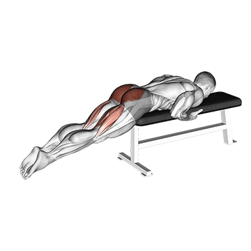 Reverse Hyper On Flat Bench exercise animated demonstration