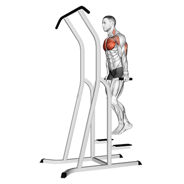 Chest Dip (on Dip-pull-up Cage)