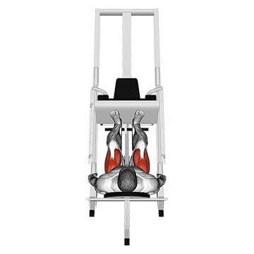 Sled 45° Leg Press (back Pov)