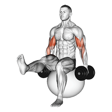 Dumbbell Bicep Curl On Exercise Ball With Leg Raised exercise animated demonstration